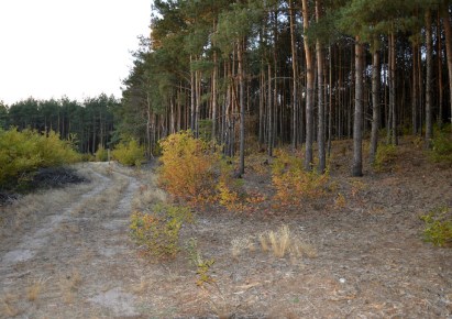 działka na sprzedaż - Obrowo, Kawęczyn